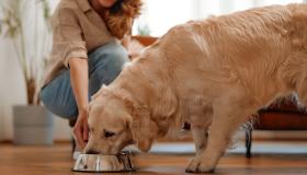 Cani golosi e voraci? Questa ciotola (geniale) rallenta l’alimentazione e migliora la digestione