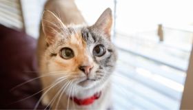 Questo collare è la soluzione geniale per calmare i tuoi pets in ogni situazione