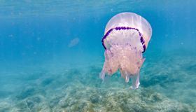 Al mare senza paura. I prodotti da portare sempre con te contro meduse, tracine e ricci di mare