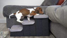 La rampa pieghevole per letti e divani è la soluzione geniale per il tuo piccolo pet