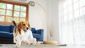 Il tappeto sniffing è la cosa più divertente (e intelligente) per stimolare e coccolare il tuo cane