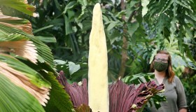 Aro titano, il raro fiore gigante che ha un odore tremendo