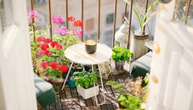 Piante antizanzare, quali scegliere e perché funzionano davvero