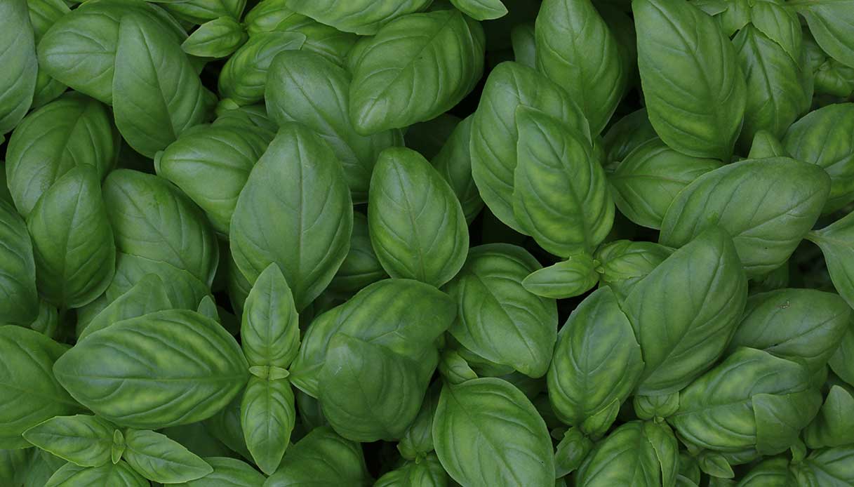 Primo piano di foglie verdi di basilico, pianta aromatica antizanzare