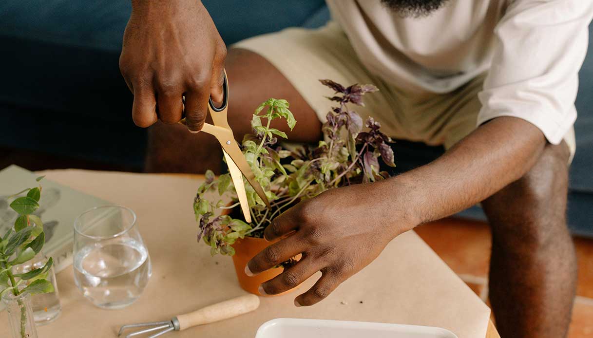 Uomo che pota una pianta aromatica in vaso
