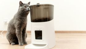 Sfama (e coccola) i tuoi pets anche quando non ci sei con il distributore di cibo smart