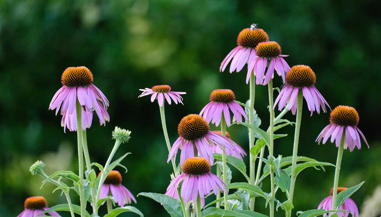 Fiori di echinacea in un giardino