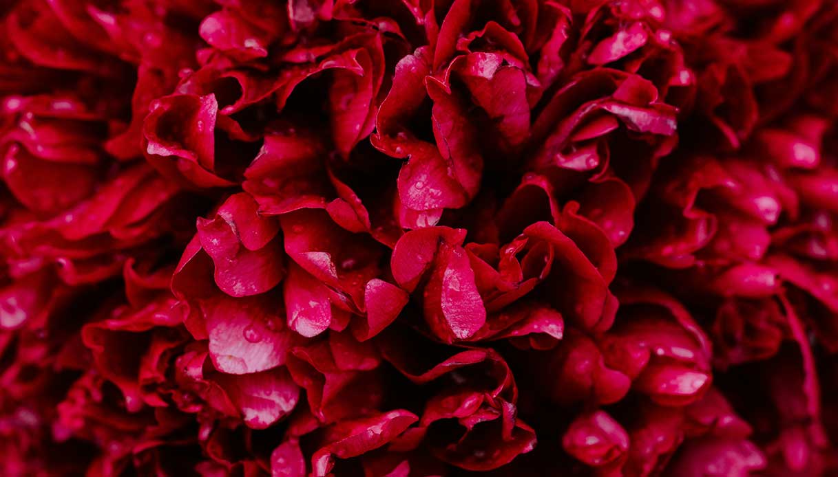 Fiore rosso intenso di geranio odoroso, pianta antizanzare decorativa