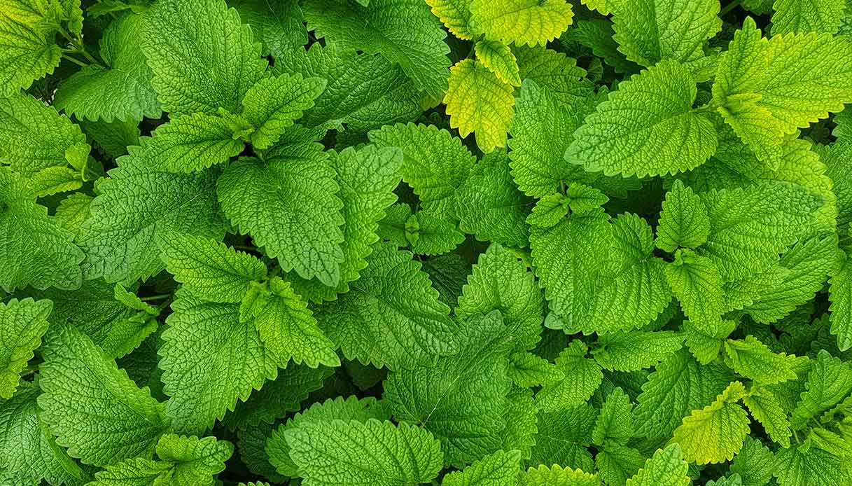 Primo piano di foglie verdi di menta, pianta aromatica e repellente naturale contro le zanzare