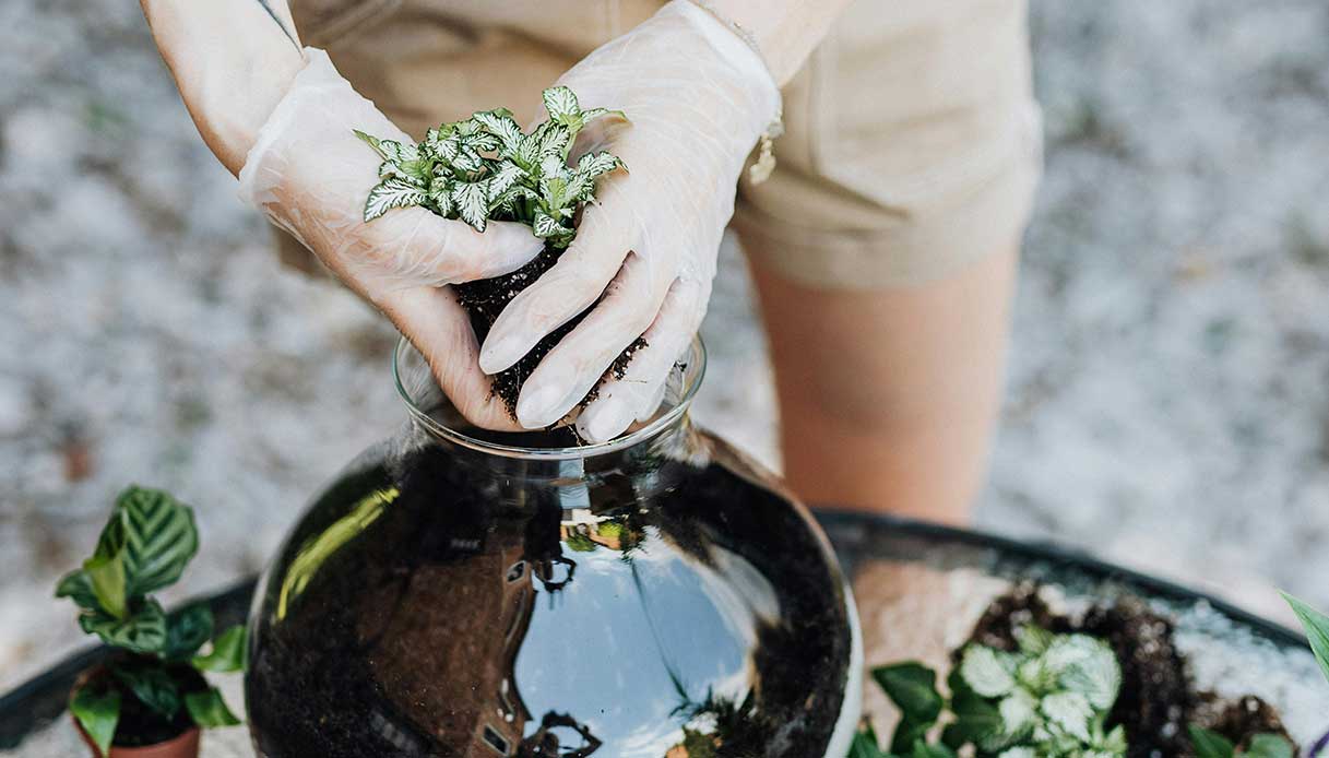 Mani che trapiantano una piantina in un contenitore in vetro