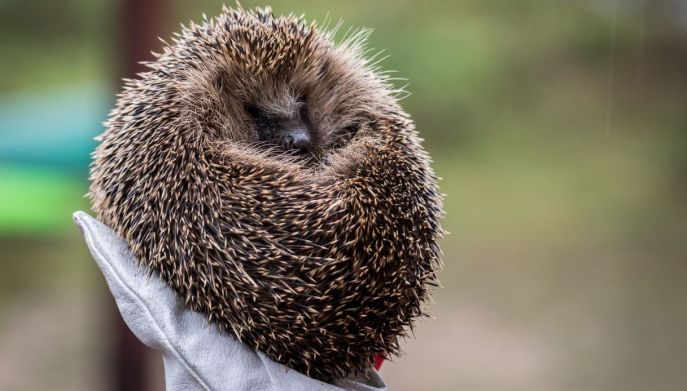 Come prelevare un riccio senza ferirsi