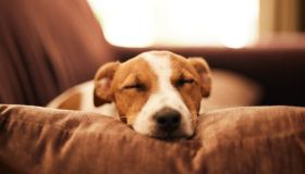 Addio peli di cane e gatto su divani e tappeti. La spazzola rivoluzionaria da provare ora