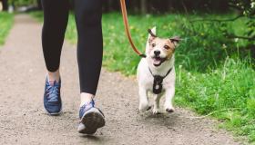 Articolazioni del cane, come prenderse cura con gli giusti integratori