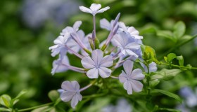 Plumbago, dove posizionarlo, quando fiorisce e come fare a farlo diventare blu