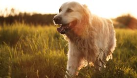 L’accessorio che pulisce le zampe del cane del tuo pet in un attimo, anche dopo una passeggiata fangosa
