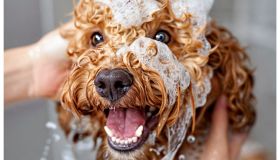 Questa spazzola massaggiante per pets rende il momento del bagnetto una coccola