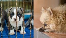 Blue e Duca, quando la speranza abbaia più forte del silenzio