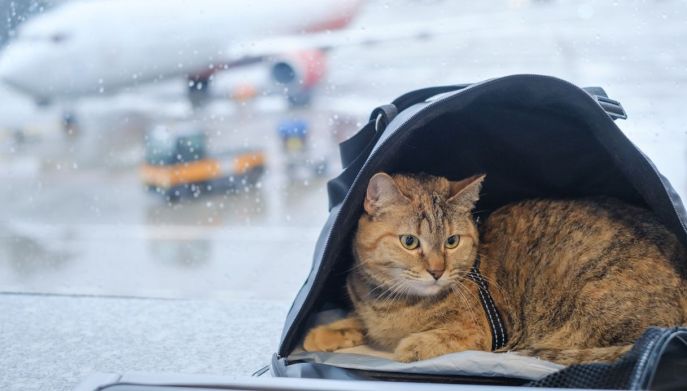 Gatto in aeroporto pronto a partire