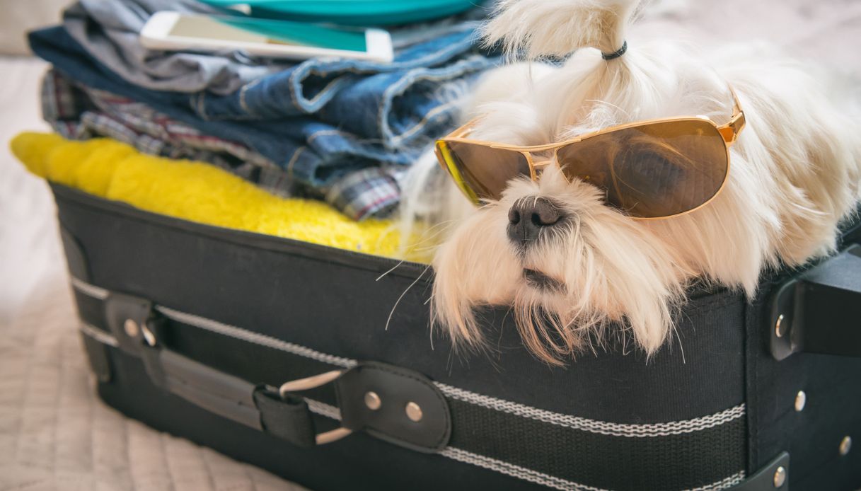 Compagnie aeree pet-friendly: le migliori per gli animali in viaggio