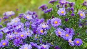 Aster, il fiore di settembre: dove posizionare e come curare la pianta
