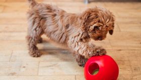 Il tuo pet è annoiato? Questo gioco interattivo è tutto ciò di cui ha bisogno