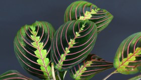 Maranta, dove posizionare e quanto bagnare la pianta della preghiera