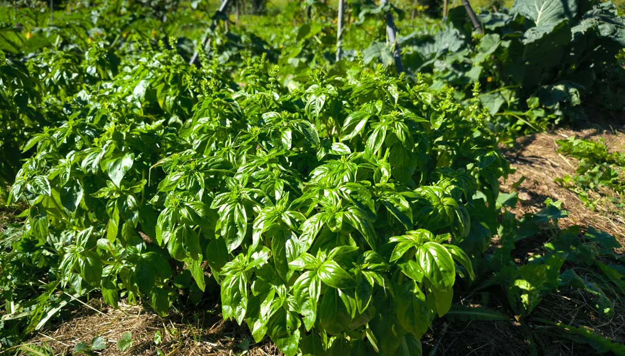 Cespi di basilico verde rigoglioso coltivati in orto biologico all’aperto.