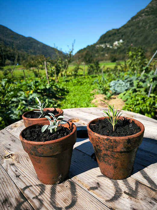 Primo piano di talee di aromatiche in vasi di terracotta con orto sullo sfondo.