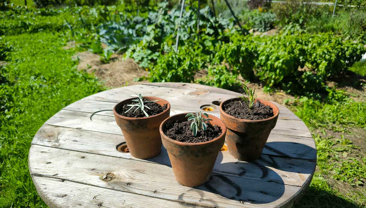 Talee di erbe aromatiche piantate in vasetti di terracotta su tavolo di legno in giardino.