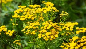 Tanaceto, come preparare un insetticida naturale con l’assenzio selvatico