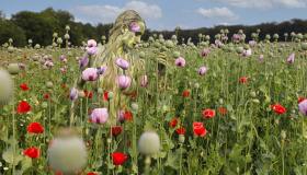 Il body painting diventa effetto ottico: riconoscete gli esseri umani?