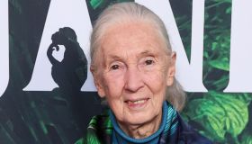 Morta Jane Goodall, chi era la donna che studiò gli scimpanzé: le frasi che non dimenticheremo