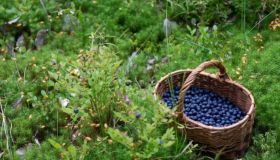 Ecco perché i crowberries sono i frutti del momento