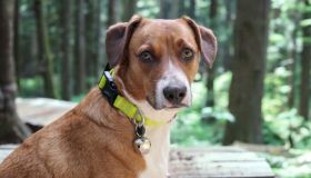 Il collare che si illumina di notte è l’accessorio furbo per passeggiare con il tuo cane quando fuori è buio