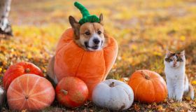 Halloween a 4 zampe. Costumi e accessori per divertiti col tuo pet nella notte più spaventosa dell’anno
