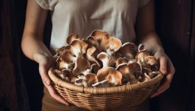 Un autunno pieno di energia con gli alimenti adattogeni giusti