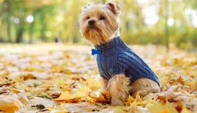 Il maglione chic per cani è tutto ciò che gli serve per affrontare l’autunno