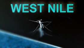 West Nile, nuova vittima in Veneto. Morto un uomo che non era stato all’estero