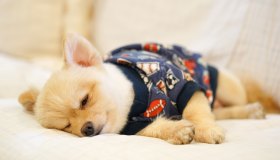 Il pigiama per i cani è la cosa più cute che il tuo peloso freddoloso può indossare