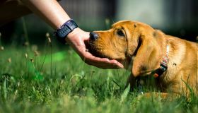 Quando accarezzare i cani per strada è una buona idea o è meglio evitare