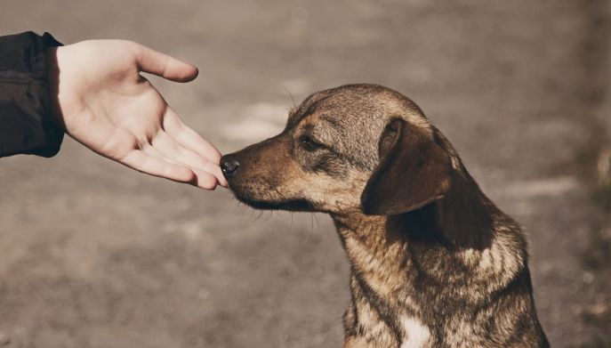 Quando non va accarezzato un cane per strada