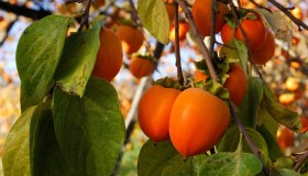 Albero di cachi, dove piantarlo e quanto tempo ci mette a crescere