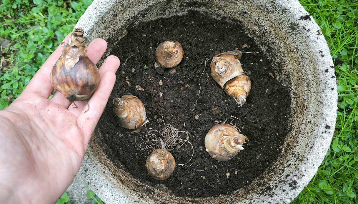 Bulbi da fiore sistemati in vaso con terriccio per la piantagione autunnale