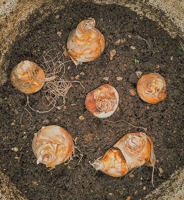 Bulbi di giacinto e tulipano piantati nel terriccio di un vaso durante l’autunno