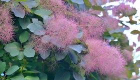 Cotinus, come si coltiva e quando fiorisce l’albero della nebbia