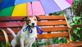 Proteggi il tuo pet dalla pioggia con questo ombrello. Non ne farai più a meno