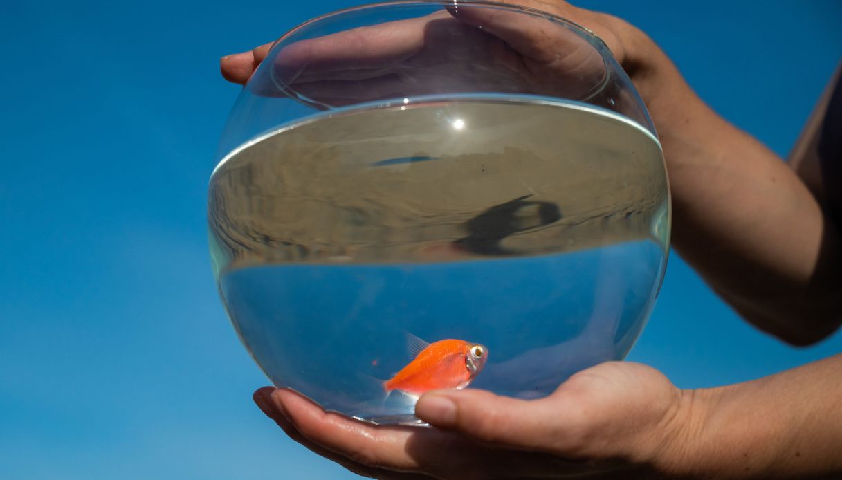 Il lato oscuro del pesce rosso, non va abbandonato ma accudito