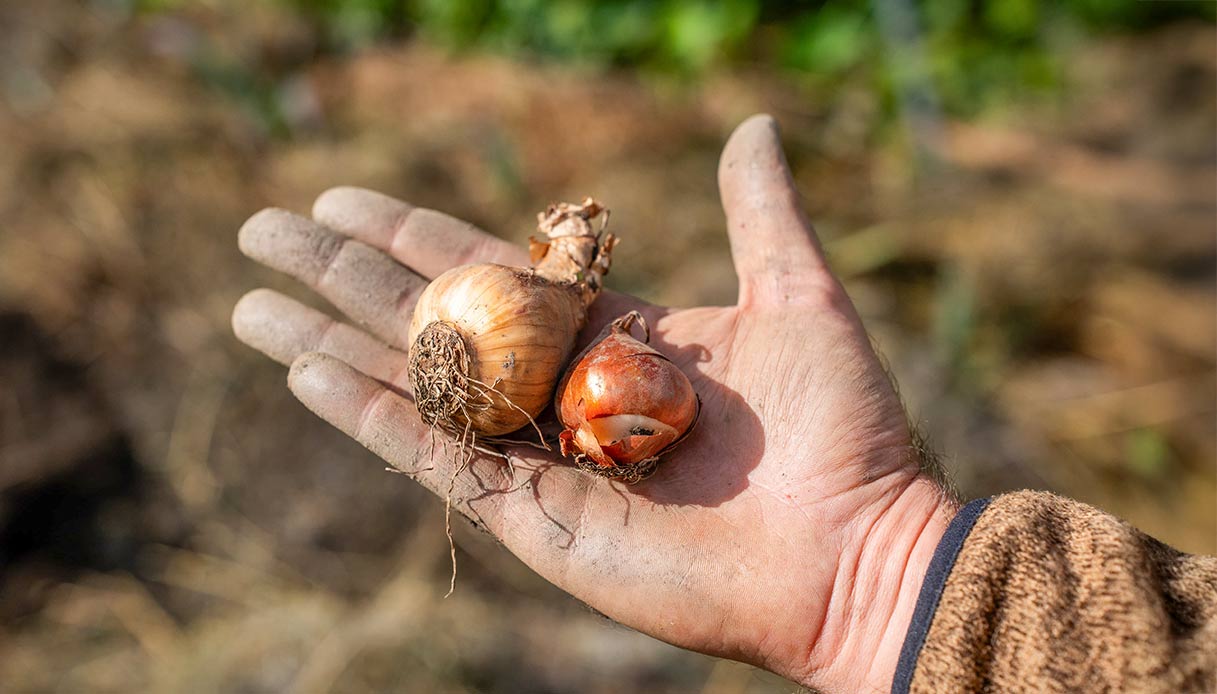 Mano con bulbi di fiori da piantare nella terra durante l’autunno