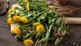 Piante alimurgiche, cosa sono e a cosa servono