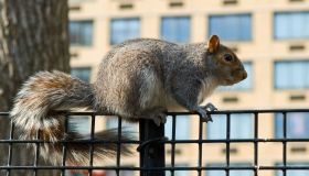 Agli scoiattoli piace il traffico urbano, non è pazzia ma intelligenza